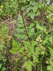 Delphinium anthriscifolium