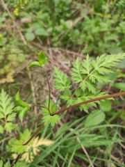 Delphinium anthriscifolium