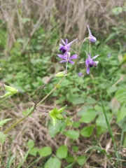 Delphinium anthriscifolium