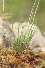 Allium rubens