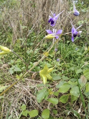 Delphinium anthriscifolium