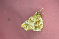 Selenia alciphearia