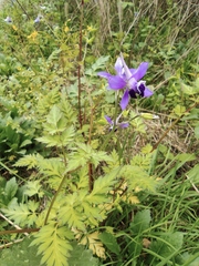 Delphinium anthriscifolium