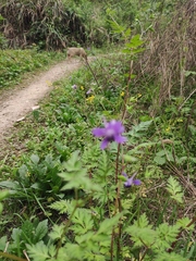 Delphinium anthriscifolium
