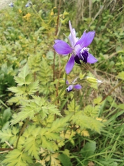 Delphinium anthriscifolium