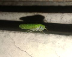 Paromenia isabellina