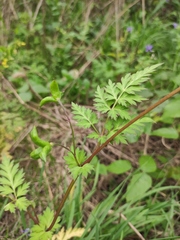 Delphinium anthriscifolium