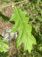 Melikaiella tumifica