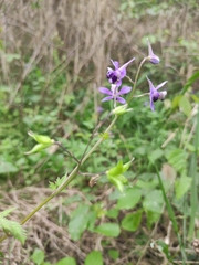 Delphinium anthriscifolium