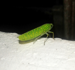 Paromenia isabellina