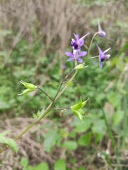 Delphinium anthriscifolium