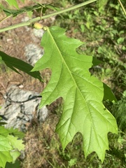 Melikaiella tumifica