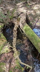Oplopanax