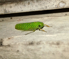 Paromenia isabellina