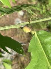 Melikaiella tumifica