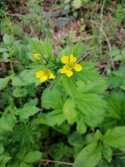 Geum macrophyllum