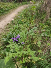 Delphinium anthriscifolium