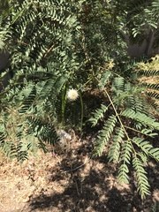 Leucaena leucocephala