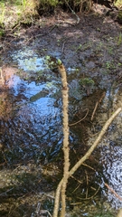 Oplopanax