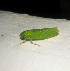 Paromenia isabellina