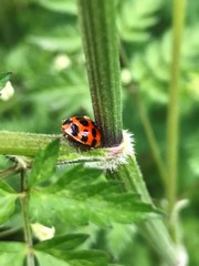 Harmonia axyridis