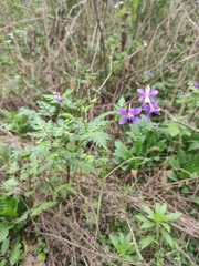 Delphinium anthriscifolium