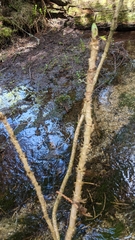 Oplopanax
