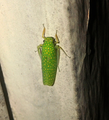 Paromenia isabellina