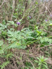 Delphinium anthriscifolium