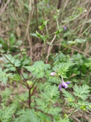 Delphinium anthriscifolium