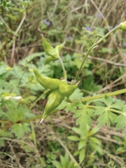 Delphinium anthriscifolium