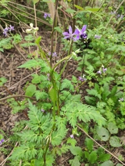 Delphinium anthriscifolium