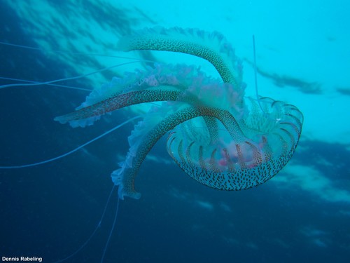 photo of Mauve Stinger (Pelagia noctiluca)