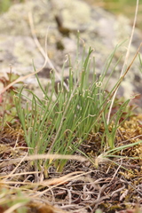 Allium rubens
