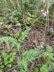 Delphinium anthriscifolium