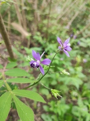 Delphinium anthriscifolium