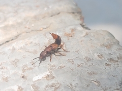 Platydracus maculosus