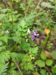 Delphinium anthriscifolium