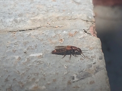 Platydracus maculosus