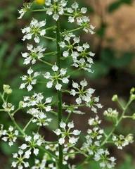 Veratrum hybridum