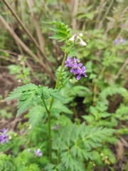 Delphinium anthriscifolium