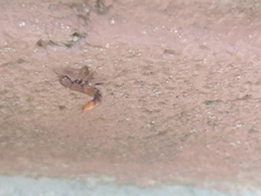 Platydracus maculosus