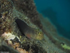 Ophioblennius atlanticus