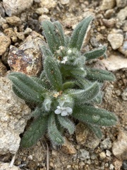 Amsinckiopsis kingii