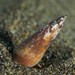 European Finless Eel - Photo (c) Dennis Rabeling, some rights reserved (CC BY-NC-ND), uploaded by Dennis Rabeling