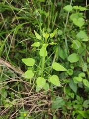 Rubia cordifolia