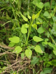 Rubia cordifolia