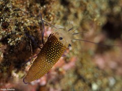 Gnathophyllum elegans