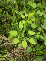 Rubia cordifolia