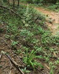 Veratrum hybridum